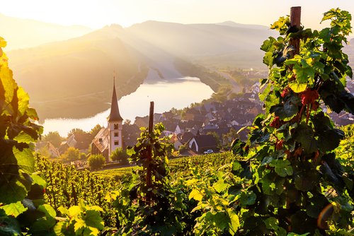 Moselle loop near Bremm with vineyards in the foreground, church with a pointed tower and Moselle in the sunlight