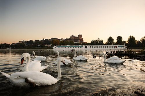 The A-ROSA AQUA is moored at a dock in the early morning with calm water. In the foreground, swans are swimming near the shore.